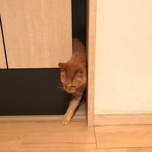 前脚を入れて、頭を通し…