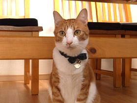 屋根裏で産まれた子猫　子猫を失ったばかりの家族のもとへ