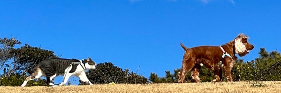 ドッグトレーナーの犬猫日記記事一覧 犬 猫との幸せな暮らしのためのペット情報サイト Sippo