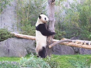 「外交官の先輩」「県民の誇りだ」日中のパンダ交流、中国総領事と和歌山県知事が語る