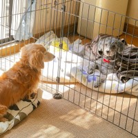 ケージ越しに顔を見合わせるじろくんとはるちゃん（提供：犬と猫と下僕さん）
