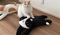 “新入り”のゴン太くんをふみふみするレモンくん（猫のレモンちゃんねるさん提供・Twitter動画よりキャプチャ撮影）