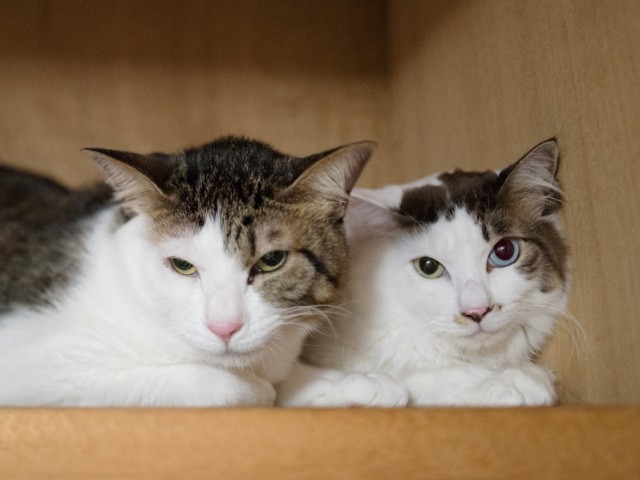 「僕らの話なんだけど、まだあんまり出てこないみたいね」（小林写函撮影）