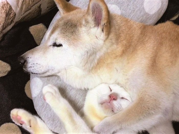 完全に一体化　（辰巳出版　提供）