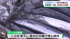 サンマは北海道で豊漁　宮城県でも今後水揚げが増える見通し