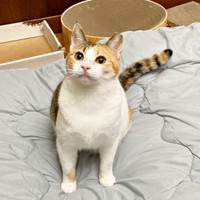 飼い主さんを見上げるみぃちゃん（画像提供：うにねこさん）