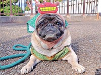 獅子舞コスで初詣！ 毎年恒例の姿でお参りしたシゲちゃん（画像提供：シゲパグさん）