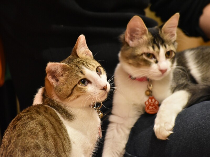 仲良しのハニーとみく（三上佑介さん提供）