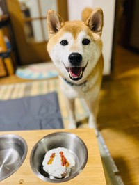 芝滑り大好きな銀くん（kaiさん提供）
