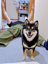 「倒れた飼い主を助けるか」実験した結果ーーパパを背に笑顔のこまちちゃん（画像提供：黒柴 こまちさん）