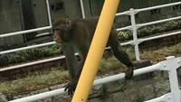 岡山市中心部にサル出没　腕をつかまれた男性けが　目撃情報相次ぐ