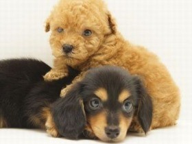 生後８週間まで犬猫の親元飼育を努力義務化　札幌市の条例成立