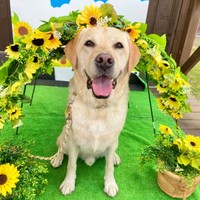 にこにこ笑顔がキュートなロキくん（画像提供：ロキの相方さん）