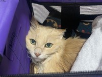 お灸が終わった後の、今日のみいちゃん