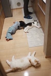 猫と一緒に涼を求めて横たわる！（提供：みょん☺︎さん）