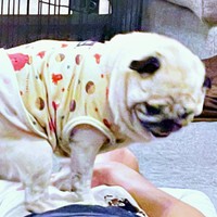 パパのお腹の上で「おかえり」ダンスをするモナカちゃん（画像提供：KaKoAさん）