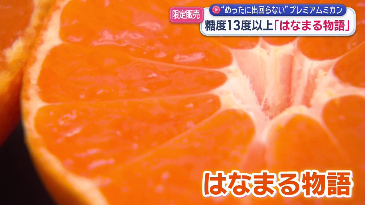 糖度13％以上の“プレミアム”ミカン「はなまる物語」きょうから限定