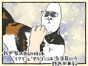 流涙症の魚卵猫姉妹　毎日かいがいしく目ヤニを拭くバブ夫に、素直に感謝できないワケ