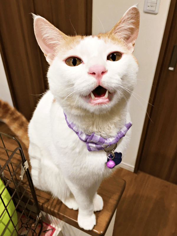 飼い主さんを見上げてニャーン！ おしゃべり上手なむぎちゃん（画像提供：むぎさん）