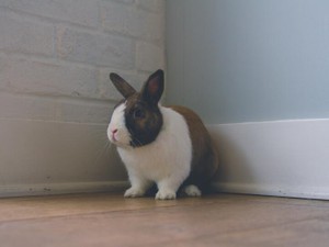 だれにも頼れないウサギな私は、お金で買った恋人に抱きしめられた