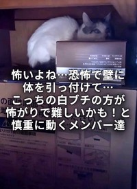 もう1匹の白ブチの猫は押し入れの奥に隠れており、捕獲は難航した(「ワンハート大阪」さん提供、Instagramよりキャプチャ撮影)