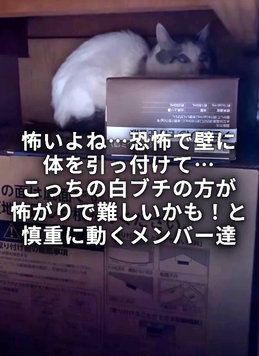 もう1匹の白ブチの猫は押し入れの奥に隠れており、捕獲は難航した(「ワンハート大阪」さん提供、Instagramよりキャプチャ撮影)