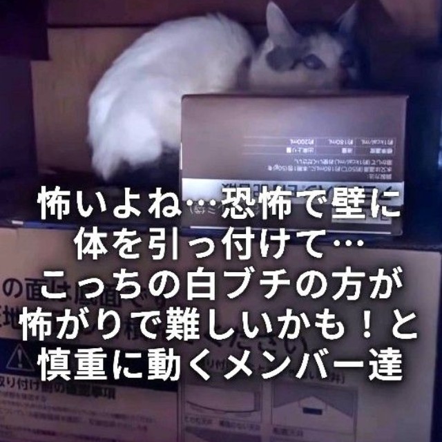 もう1匹の白ブチの猫は押し入れの奥に隠れており、捕獲は難航した(「ワンハート大阪」さん提供、Instagramよりキャプチャ撮影)