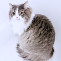 王子の風格！ 凛々しい表情が素敵なたおくん（画像提供：たおとるねさん）