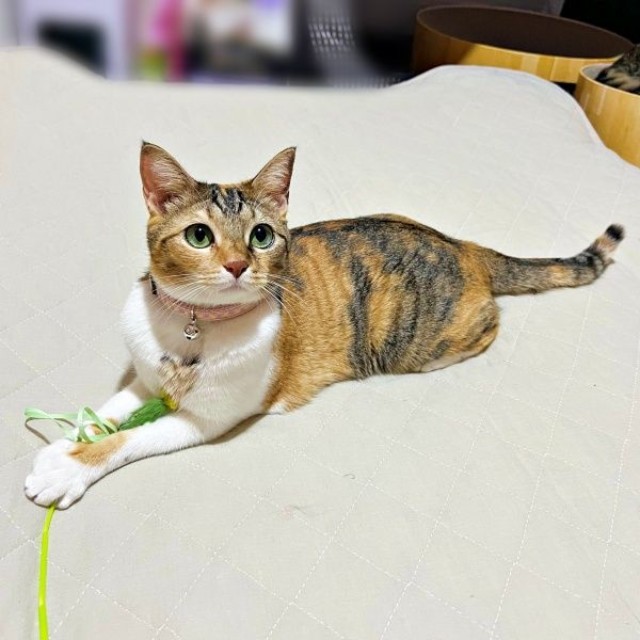 1階から2階へ。往復するテトちゃんの行動が話題に（画像提供：_hinappyさん）