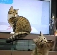 なにしてるでしか？（「ちゃちゃママ／4匹猫ファミリー」さん提供、Instagramよりキャプチャ撮影）※画像はトリミングしています