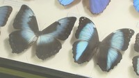 世界の昆虫の標本約250点が色鮮やかに　高松市で企画展　8月11日まで