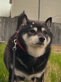 黒いもふもふに白い雪が映えます。この日は早朝から雪が降っていたそうです（画像提供：黒柴たろうさん @07tarou09）