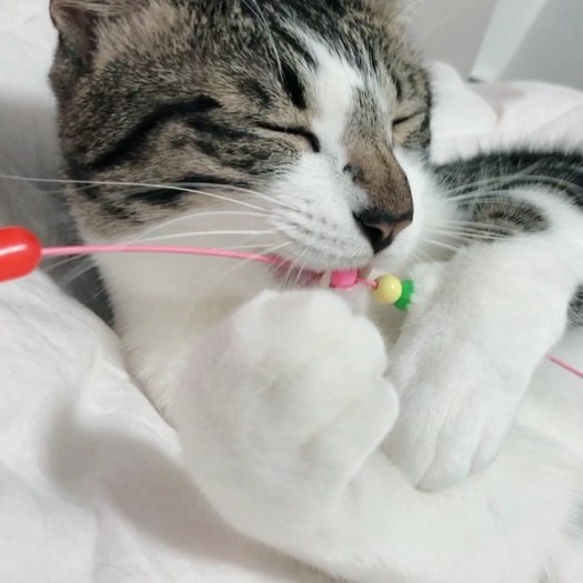 スヤスヤ安心だね