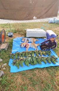 スヤァ…（画像提供：柴犬が作る幻の赤いキウイさん）