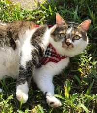 天気がいい日は、ハーネスをつけてお散歩