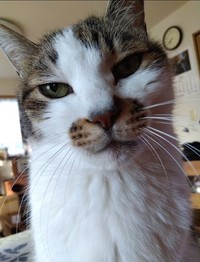 お鼻周りの模様もかわいいシドくん