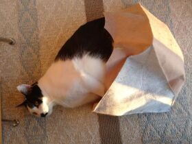 横に向けた入り口がポイントにゃ　フェルトハウスでくつろぐMIX猫「ちょびちゃん」