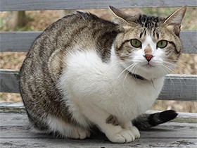 家の近くで鳴いていた保護猫すずた、一日中家族と一緒にいたい