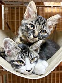 「鏡餅」ならぬ「鏡猫」？ エルちゃんにおおいかぶさるウタちゃん（画像提供：飼い主さん）