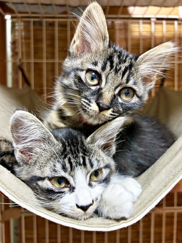 「鏡餅」ならぬ「鏡猫」？ エルちゃんにおおいかぶさるウタちゃん（画像提供：飼い主さん）