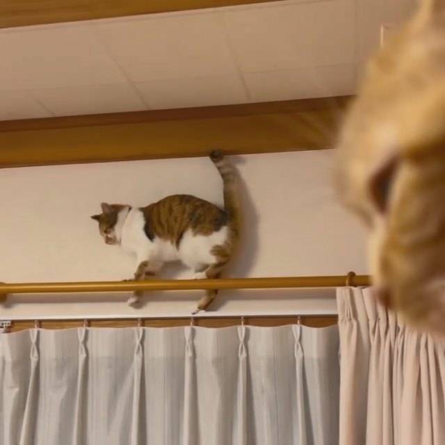 遊んでいるこむぎとらむね