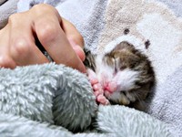 生後1日目、まだ目が開いていないにもちゃん（画像提供：にものちゃんねる【保護猫日記】さん）