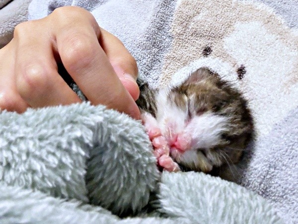 生後1日目、まだ目が開いていないにもちゃん（画像提供：にものちゃんねる【保護猫日記】さん）