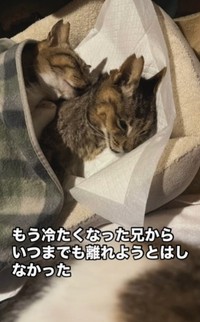冷たくなった寅次くんからいつまでも離れない銀ちゃん（「山あり猫あり(保護動物達と暮らす)」さん提供、Instagramよりキャプチャ撮影）