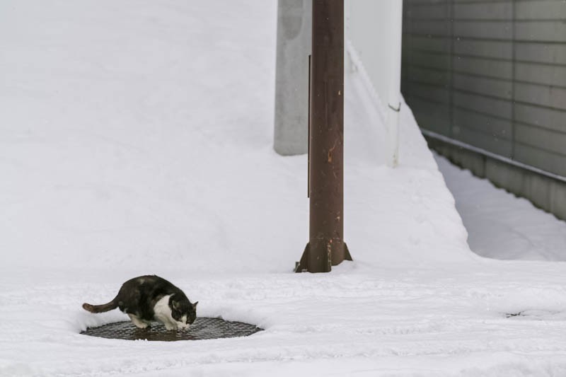 『ゆきねこ』より　(吉田裕吏洋　撮影 / 北海道新聞社)