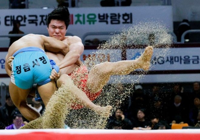Once a national obsession, traditional Korean wrestling fights for survival