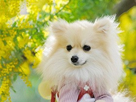 ワンちゃん大好き　天真爛漫なポメラニアン「kuchen」