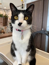 愛情を注がれすくすくと成長したかごめちゃん（画像提供：minato.kさん）