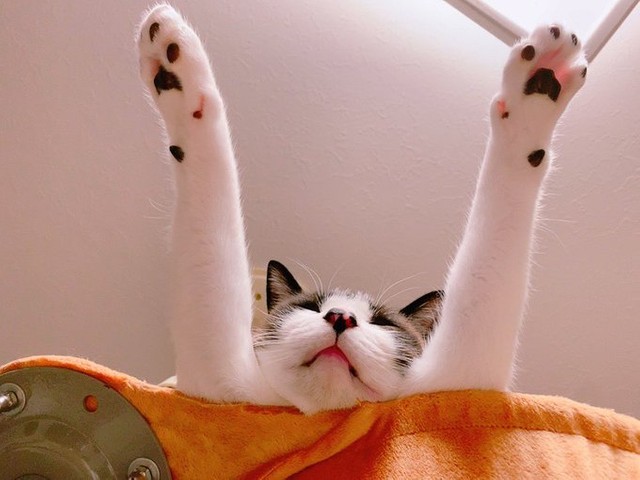 スーパーマンポーズで寝るぽんちゃん！（提供：マミ太郎さん）