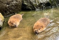 たわしそっくり！？双子の赤ちゃんビーバー　画像提供：姫路セントラルパーク